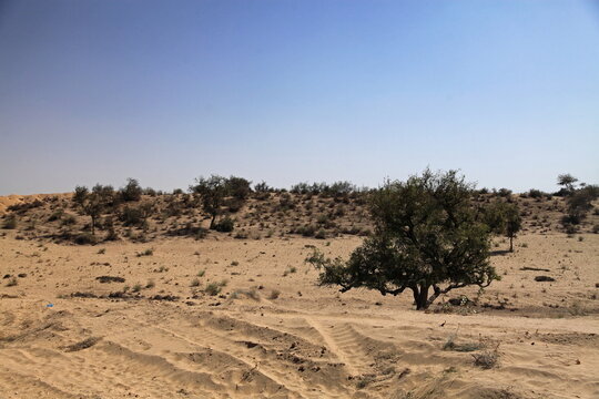 View of sun-baked earth and sparse trees under a clear sky, with tire tracks etched across the arid landscape, a testament to isolation, Mithi, Sindh, Pakistan.