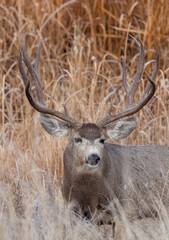 Mule Deer Buck During the Rut in Autumn in Colorado