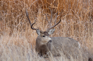 Mule Deer Buck During the Rut in Autumn in Colorado