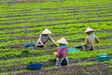 vietnamese women work at mint plantation