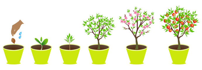 Growth cycle of peach tree in a pot on white background..eps