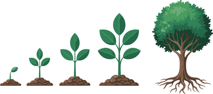 Plant growth stages vector illustration from sprout to tree for biology, environment, and educational lifecycle themes.