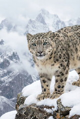 Obraz premium Léopard des neiges rare marchant sur les rochers enneigés en haute montagne