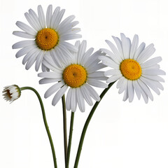 Fototapeta premium Fresh White Daisies Bouquet with Yellow Centers — Shasta Daisy Floral Arrangement, Delicate Wildflower Stems Isolated on White Background