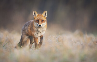 Fototapeta premium Red Fox ( Vulpes vulpes ) close up