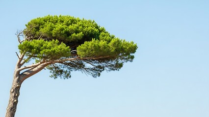 Lone pine tree with vibrant green foliage against a clear blue sky