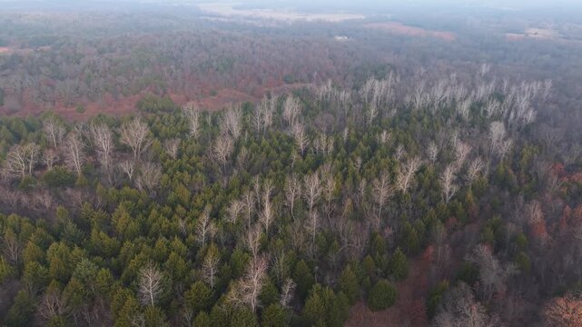 Aerial view of a mixed forest with evergreen trees and leafless deciduous woodland. Suitable for forestry, conservation, environmental, and nature projects.