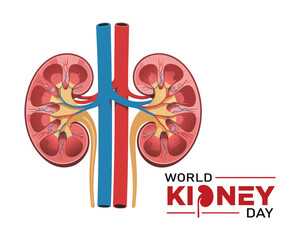 World Kidney Day healthy vector poster. Human kidney health awareness background