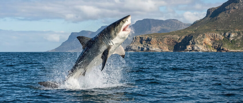 Grand requin blanc bondissant hors de l'oc&eacute;an lors d'une attaque