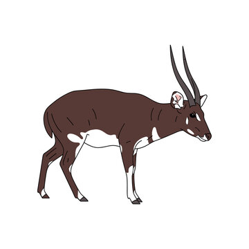 Illustration of a Saola Antelope with Distinctive Horns and Markings.