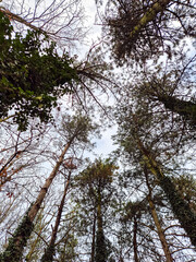 Obraz premium An overhead view of trees and the sky.