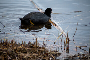 A Coot bird standing on the water's edge of a lake.