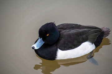 A male Tufted duck on the water.