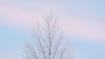 Frosted tree branches against pastel winter sky