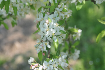 Malus halliana known as Halliana crabapple growing in the wild nature of Korea featuring beautiful pink blossoms and green leaves. Photographed in Korea.