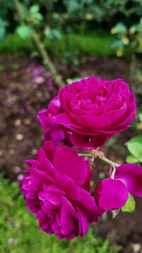 Close-up shot of two vibrant pink roses with lush green leaves and stems against a blurred garden background with warm, natural tones.