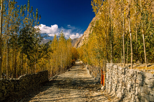 View of a path lined with tall trees showing off autumn colors, flanked by stone walls under a vibrant blue sky, Khaplu, Gilgit Baltistan, Pakistan.