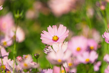 秋の庭に咲くピンクのコスモスを柔らかなボケで捉えた花のクローズアップ