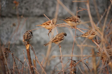 A small group of house sparrows perching and hiding within dense, dry winter brush