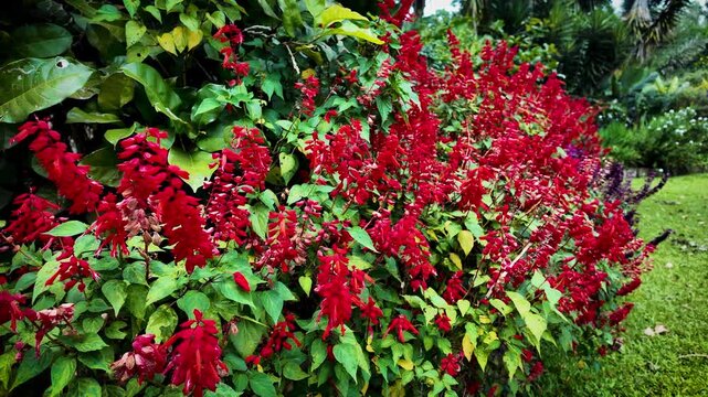 Close-up view of a vibrant red flowering bush with green leaves in a lush, natural garden setting with a serene atmosphere.