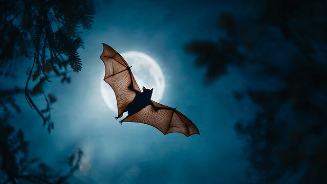 Chauve-souris volant  dans le ciel , la nuit avec un clair de lune