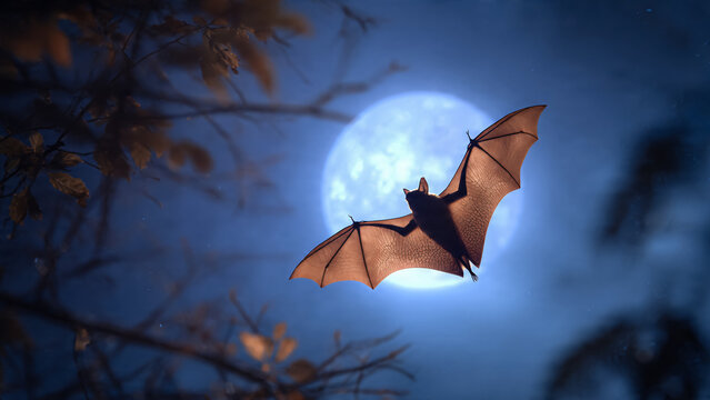 Chauve-souris volant  dans le ciel , la nuit avec un clair de lune