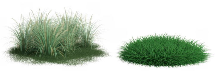 Green grass tufts with white tips clumps isolated on a transparent background