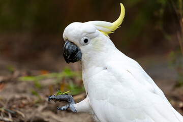 Photograph of an Australian Sulphur Crested Cockatoo walking on the ground looking for food in the Blue Mountains in Australia.