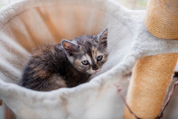生後三週間の子猫_ハンモックの中