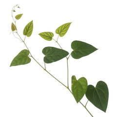 Fototapeta premium Green plant stem with oval shaped leaves natural isolated on a transparent background