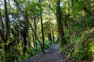 Fototapeta premium Native Temperate Rainforest in Tongariro - New Zealand