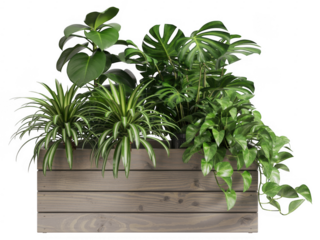 Green plants in wooden planter box foliage isolated on a transparent background