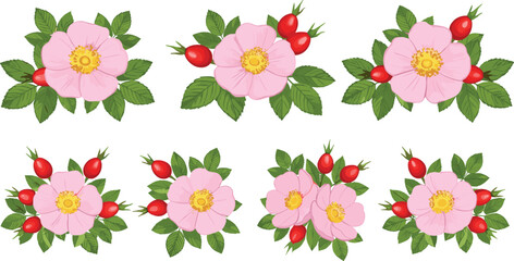 Set of pink wild rose blossoms and red rose hip berries with green leaves isolated on white background.