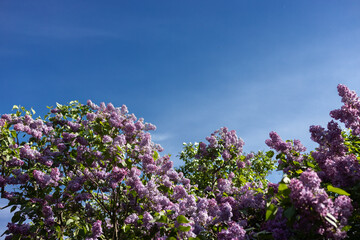 Obraz premium luxuriously blooming purple lilac bush against a blue sky during the spring flowering season. Kyiv Botanical Garden. Space for text. The beauty of nature, time for a walk in the park