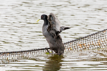 Photograph of a black Australasian Swamphen waterfowl standing on a mesh rope debris barrier in a freshwater lake in regional Australia.