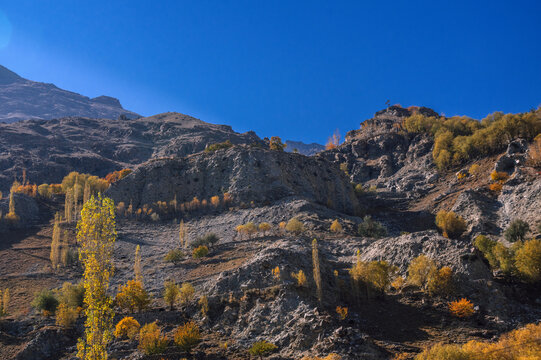 View of golden trees dotting the rugged, rocky slopes under a clear blue sky, creating a striking contrast of colors and textures, Khaplu, Gilgit Baltistan, Pakistan.