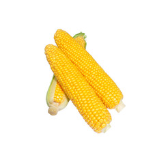 Corn cob isolated.  Sweet corn.
