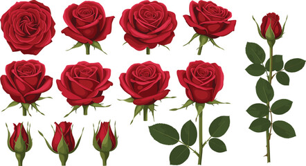 Complete botanical set of red rose flower heads blooming buds and long stems with leaves isolated on white background vector.