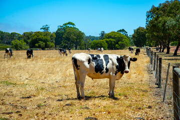 Holstein Friesian Cattle - Western Australia