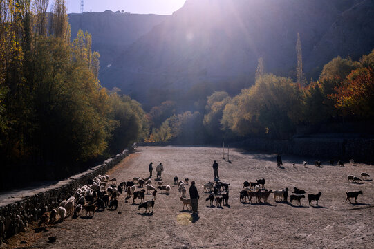 View of goats herded across the dusty ground under the morning sun, framed by autumn trees and rugged mountains, Khaplu, Gilgit Baltistan, Pakistan.