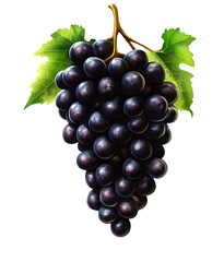 Glossy black grapes hanging in a bunch png transparent background