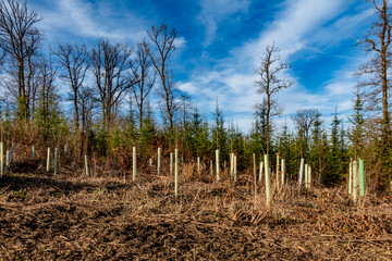 Obraz premium Wiederaufforstung im Mischwald im Spätherbst