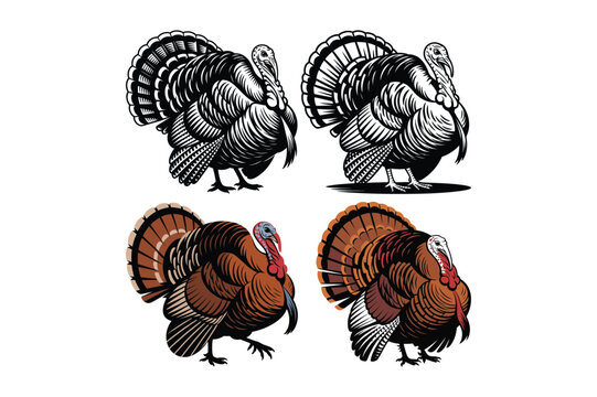 Collection of turkey illustrations, featuring detailed black and white and colored designs of turkeys with fanned tails.