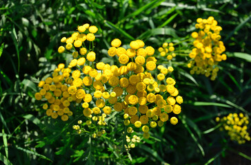 a close up of Yellow Tansy Blooms in Green Foliage