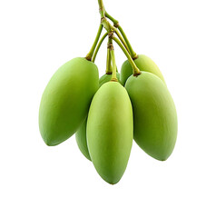 A bunch of green mangoes hanging freely on a white background. 