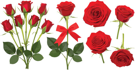 Elegant collection of red rose stems tied with ribbon and individual flower heads isolated on white background romantic floral vector