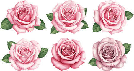 Elegant collection of six light pink rose flower heads with detailed petals and green leaves isolated on white background romantic floral vector.