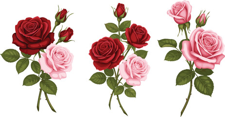 Elegant collection of three rose stems with red and pink blossoms and green leaves isolated on white background floral vector.