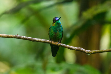Fototapeta premium Violet-fronted Brilliant Hummingbird