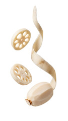 Fresh lotus root with thinly peeled skin and two circular slices isolated on white background, perfect for cooking and healthy recipes